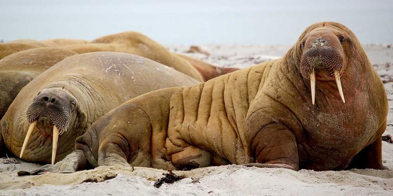 河南布尔73：深耕电子商务领域的SEO优化实践与战略启示